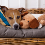 Six tips for reducing separation anxiety in dogs