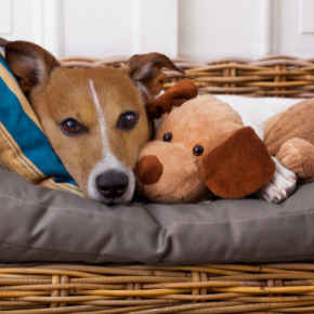 Six tips for reducing separation anxiety in dogs