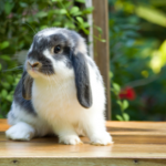 The most important behaviour Purleigh rabbit owners must recognise