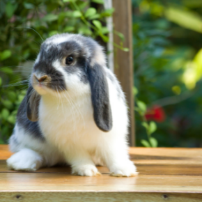 The most important behaviour Purleigh rabbit owners must recognise