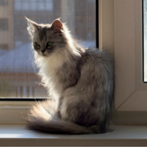 How do I tell if my cat is in pain?