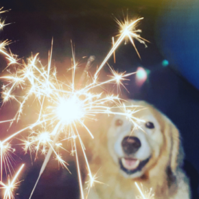 Dog owners should take action now to prepare their pet for ‘Fireworks’ season
