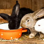 Prepare now to make this ‘fireworks season’ a happier time for your small furry pets