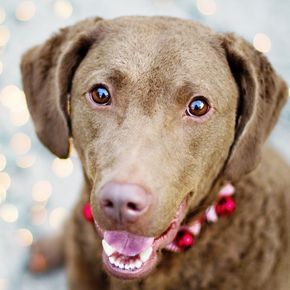 Dog friendly days out in Essex this December