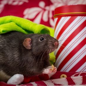 Do hamsters & guinea pigs enjoy Christmas and New Year house parties?