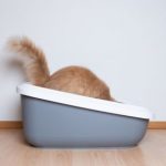 Eco friendly cat products & sustainability tips for 2022