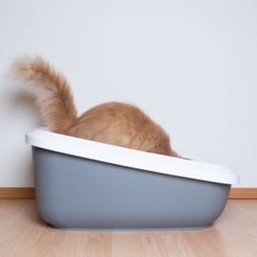 Eco friendly cat products & sustainability tips for 2022