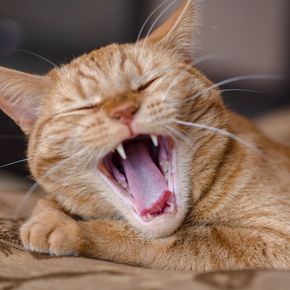 Edgewood Vets explains the signs of feline dental disease to look for