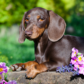 Dog vaccinations & other preventative care necessities – is yours covered?