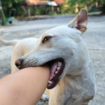 13 dog bite prevention tips for kids and adults