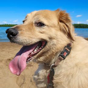 Keeping dogs cool in summer and more hot weather advice