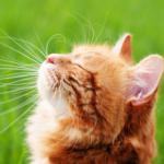 7 ways to prep your cat for summer