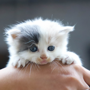 Vets in Purleigh have this kitten care advice