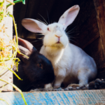 Jürgen has vital hot weather advice for owners of small furry pets