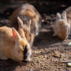 Why rabbit vaccinations are so important in preventing fatal diseases