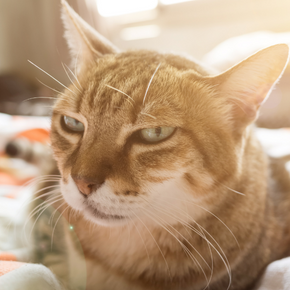 Is my cat in pain? Vet Jürgen Theinert explains signs to look out for