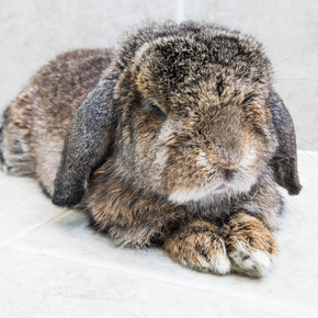 Pet pain month: Get Jürgen’s 6-point Rabbit Checklist