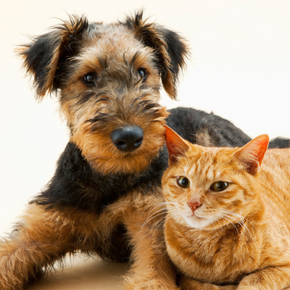 Understanding heart and kidney diseases in cats and dogs