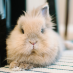 Winter care essentials for Essex rabbits young and old