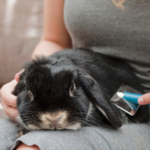 Nurses in Purleigh suggest these New Year resolutions for small furry pets