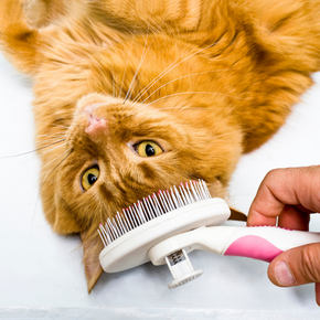 Benefits of cat grooming for your cat and you