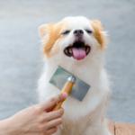 Edgewood Vets shares dog grooming advice every owner needs