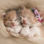 Jürgen Theinert explains why kittens need vaccinating early