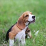 Four common allergies that could be making your dog itch this month
