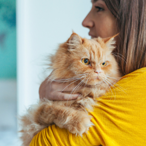 Vet Jürgen Theinert shares advice on dealing with an anxious cat