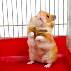 How stress presents itself in guinea pigs, hamsters and other small furries