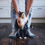 Edgewood Vets has the purrrfect guide for your cat’s holiday sitter