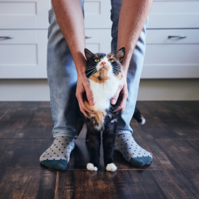 Edgewood Vets has the purrrfect guide for your cat’s holiday sitter