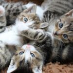 Responsible cat ownership – knowing when and why to neuter your kitten