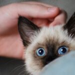 Firework advice for cat owners in Essex