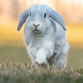 Edgewood Vets’ top tips for rabbit owners
