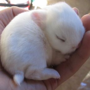Is a new baby bunny on the way? Here’s everything you’ll need!