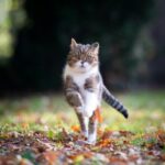 Help your pets sail through autumn in Essex with these tips