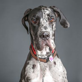 Canine heart disease: Common risk factors, breeds & symptoms