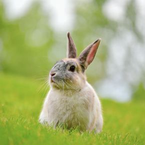 Heart problems in rabbits – can they be avoided?
