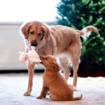 Keep your dog safe this Christmas from items you might not suspect