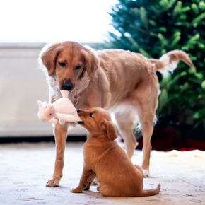 Keep your dog safe this Christmas from items you might not suspect