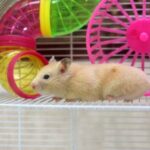 The perfect present: small furry cage renovation advice from Edgewood Vets