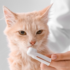 Get Edgewood Vets’ guide to feline dental care