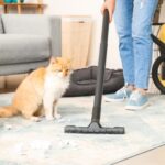 Spring cleaning safety tips including which products are toxic for cats