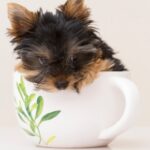 Reduce Your Bills by Joining our Pet Health Club