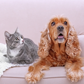 Jürgen’s Post-Holiday Ideas for Happy Pets