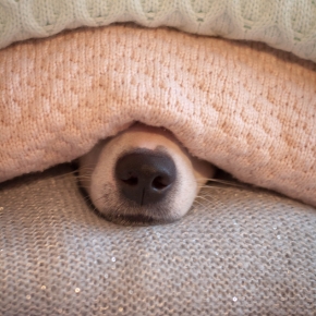 Create a Firework Retreat for Your Pet with Edgewood Vets’ Guide