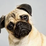 Brachycephalic Dogs Health Advice