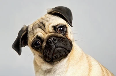 Brachycephalic Dogs Health Advice