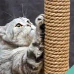 How to choose a scratching post for your cat